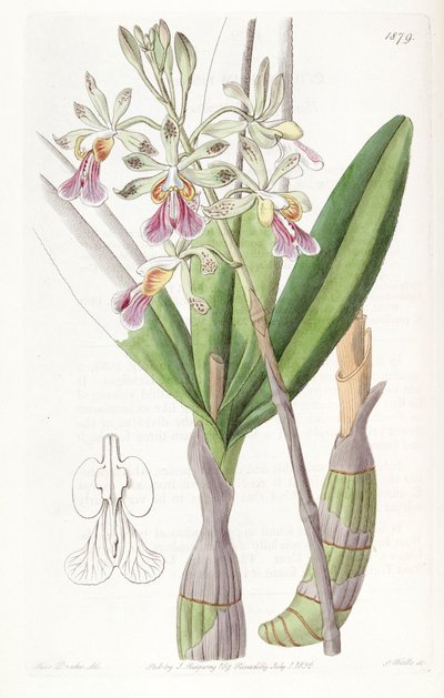 Psychilis bifida (als syn. Epidendrum bifidum) von Miss Drake